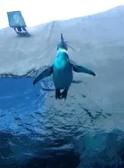 なおきち