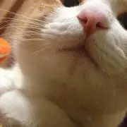 aae