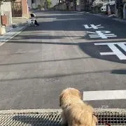 AMSDODZ