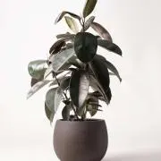 さいとうの画像