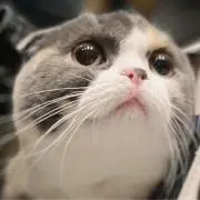 ぬんぬんの画像