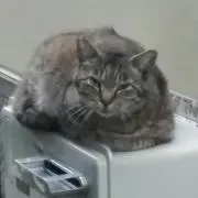 エデンの画像
