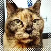 さびねこの画像