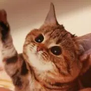 ひまわり☆