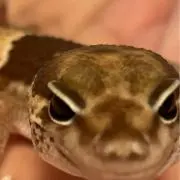 錦