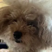 PUPU