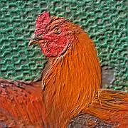 軍鶏らの画像