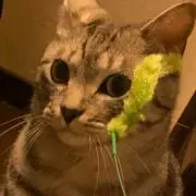 たまのこ