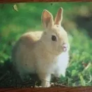 うさぎ☆！プロフもっと見る迄必読！の画像