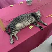 HaKoの画像