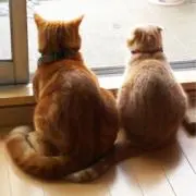 いっせいの画像