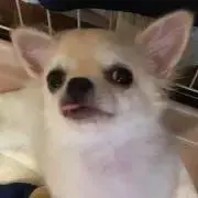まの画像