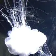 くまの画像