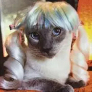 amoの画像