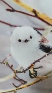 あぷあぷの画像
