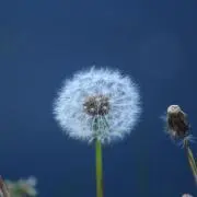 みっちょ