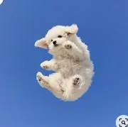 agの画像
