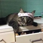 にゃんたろうの画像