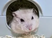 ろんきー♡次回発送6/22の画像