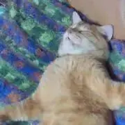 とらねこ。の画像