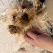 ゆいの画像