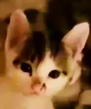 元気じるし