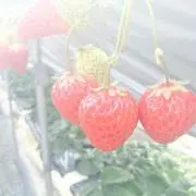 まな