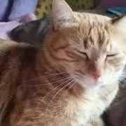 よっちゃん