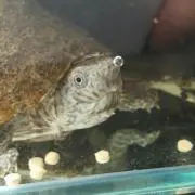 けーた