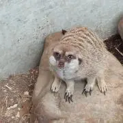 トガユコ ☆