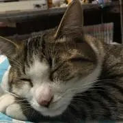 Rascal