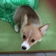 マメチビ