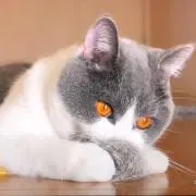 Mi
