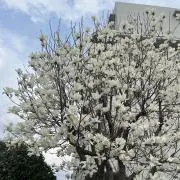 つかひか
