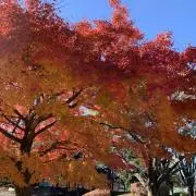 アルの画像