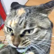 リーの画像