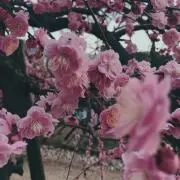 もずく