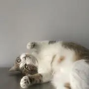 れい