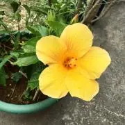 ひまわりママの画像