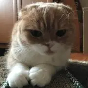 まいか