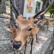 ララルル