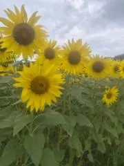 ひまわりの画像