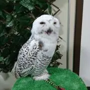 英