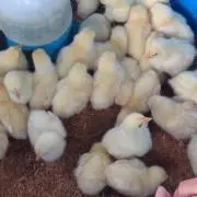 ふわふわ