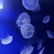 アストロの画像