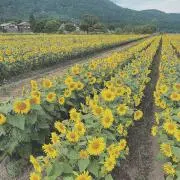 himawariの画像