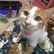 きー