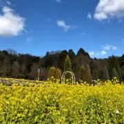 figapanの画像