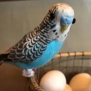 ビスコ