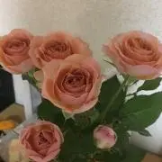 豆田豆男の画像